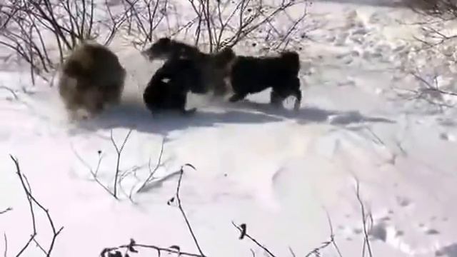 Охота с лайками