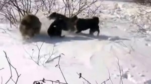 Охота с лайками