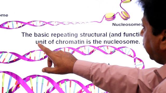 The Structure of Eukaryotic Chromosome (In Sindhi) / First Year Biology / Chapter 4 (The Cell) смотреть онлайн