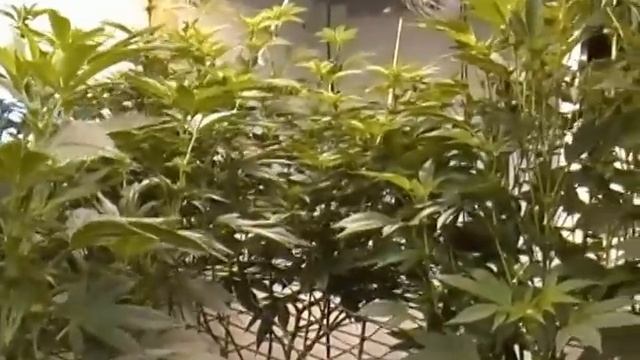 How To Deleaf Your Marijuana Plants correctly-Week 3 Bloom 6000 Watt Bloom Room смотреть онлайн