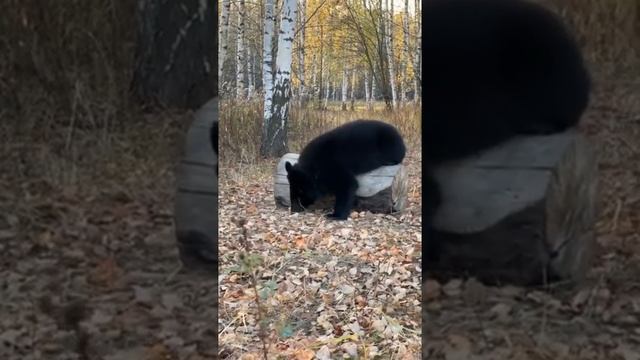 МЕДВЕЖОНОК ЛЮБОЗНАТЕЛЬНЫЙ смотреть онлайн