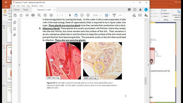 Integumentary lab смотреть онлайн