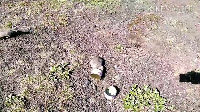 Сурки Авачи смотреть онлайн