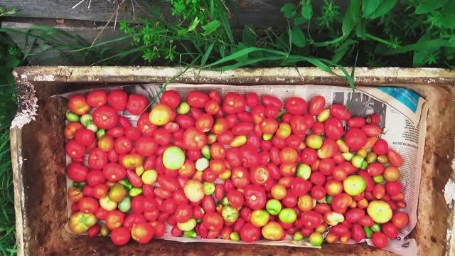 По два в лунку 50 томатов на 3 квм. Высокие мини-парники.