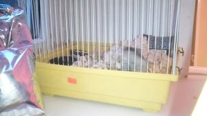 Хомяк хомяк дома часть 6