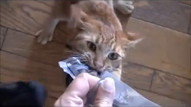 Кошки! 'Улыбнись 5' ТВ ТВ смотреть онлайн