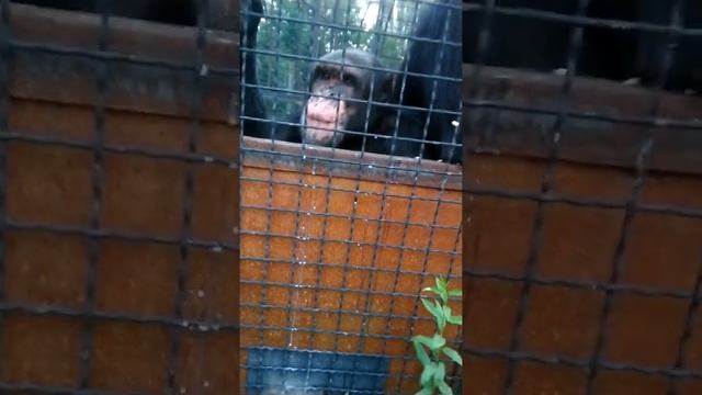 Сема и Джуди замечательные шимпанзе. смотреть онлайн