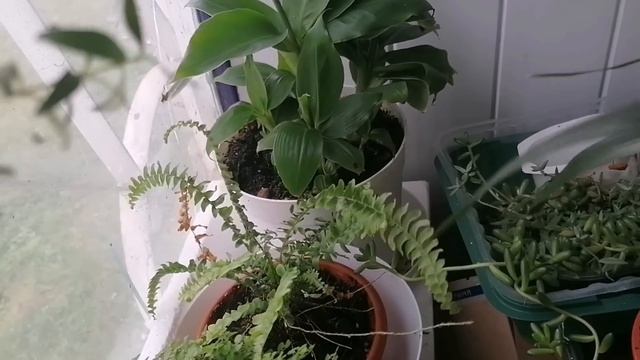 ПОЛНЫЙ ОБЗОР Моих комнатных растений. Вся КОЛЛЕКЦИЯ в одном видео. смотреть онлайн
