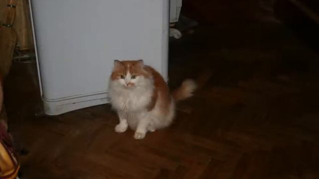 Котики смотреть онлайн