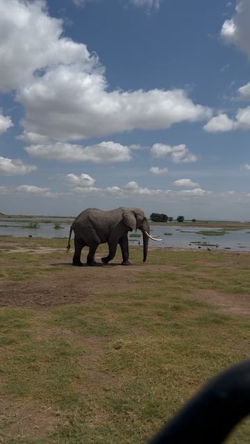 Fillar yo'lga - Слоны в пути - Elephants on the way смотреть онлайн