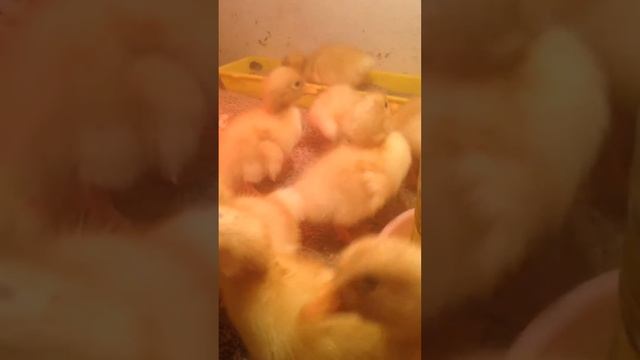 Стар53 второе поколение смотреть онлайн