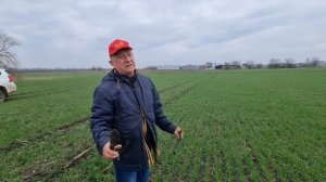 Стимулирование озимой пшеницы на кущение