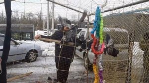 Ярмарка голубей в Шахтах. Кировоградские сиреневобокие голуби Андрея Жеребцова. Николаеские голуби.