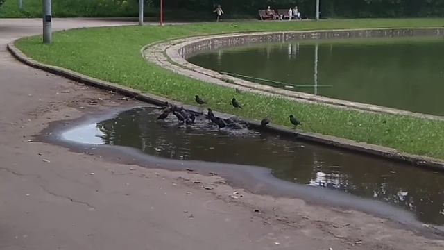 Птицы смотреть онлайн