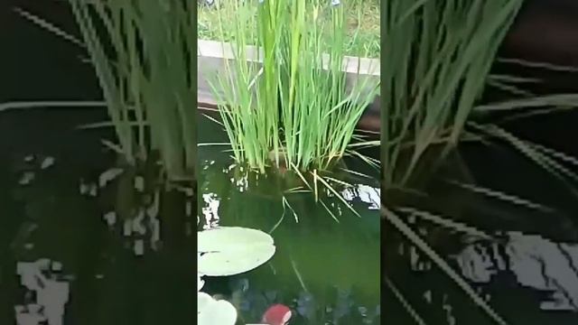 Мой прудик на даче своими руками с рыбками. Как зимует прудик! смотреть онлайн