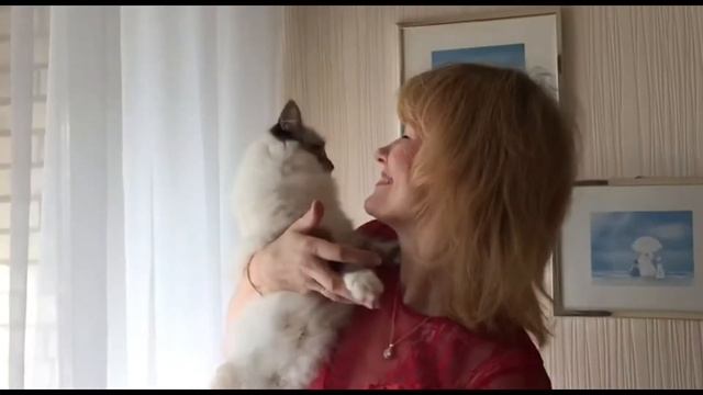 Хинди, питомник бирманских кошек "Le Diamant bleu" смотреть онлайн