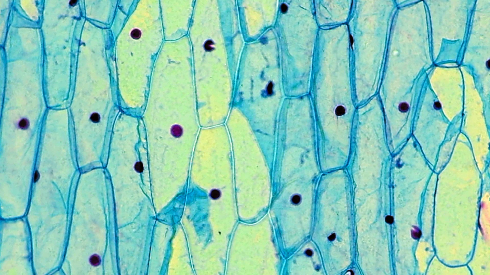 Под увеличением