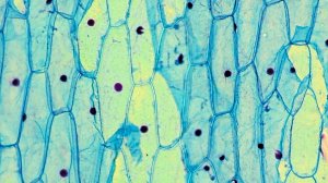 Под увеличением