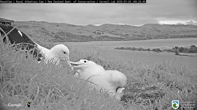 (20.07.2023) Альбатрос. Мама прилетела - Albatross. Mom has arrived смотреть онлайн