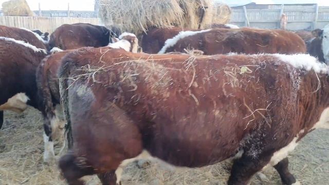 Бұқалар ( быки производственной ) смотреть онлайн