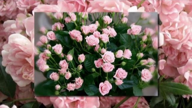 GIGA KVENETADZE-SHEN XAR SHEMI SIYVARULI! смотреть онлайн