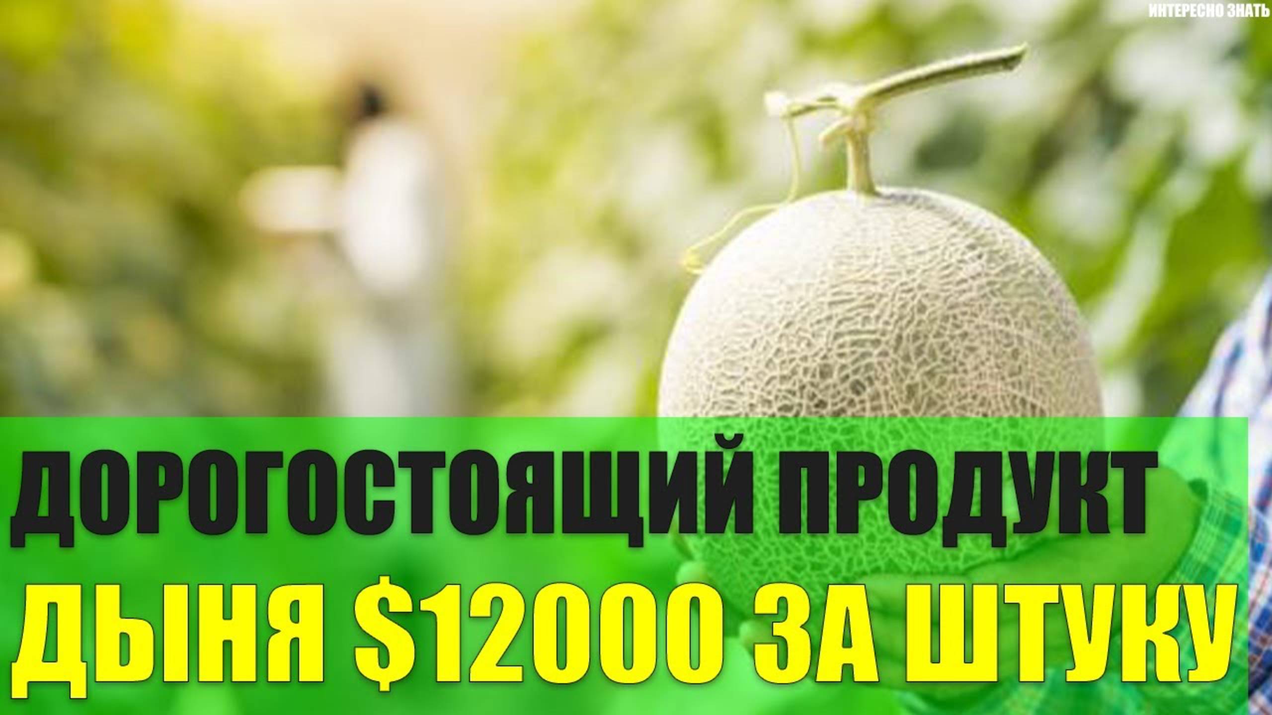 Самый дорогостоящий продукт - Королевская дыня $12000 за штуку смотреть онлайн