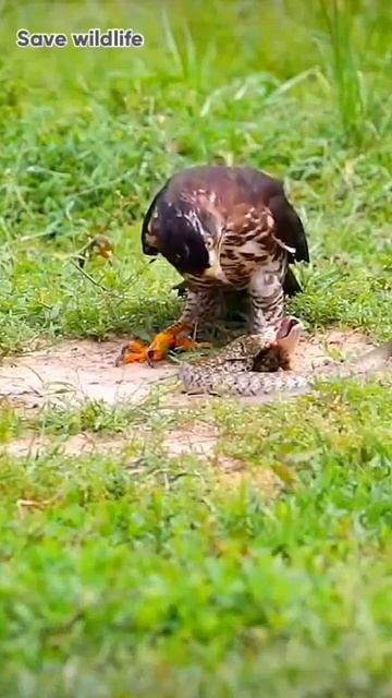 birds eat snake=..... смотреть онлайн