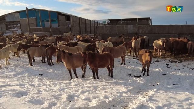 Хасан смотреть онлайн