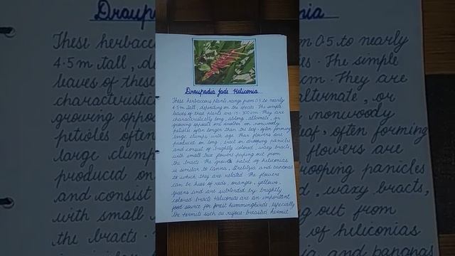 ART INTEGRATED PROJECT ON FLORA AND FAUNA OF ARUNACHAL PRADESH AND MEGHALAYA смотреть онлайн