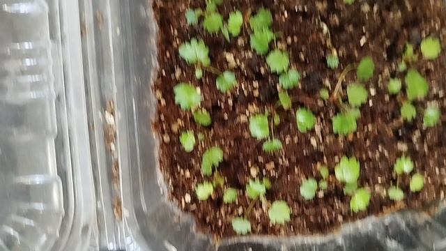 всхожесть земляники желтое чудо от семена алтая