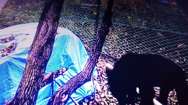 Медведи проникают на территории дачных домов в поисках пищи.