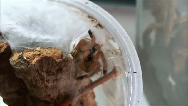 Avicularia juruensis (yellow banded pinktoe) feeding смотреть онлайн