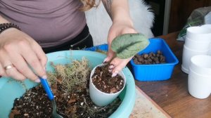 Сциндапсусы и Эпипремнумы! ПОСАДКА, ПЕРЕСАДКА И УКОРЕНЕНИЕ.