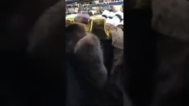 Шубки на натуральной замше качество ЛЮКС смотреть онлайн