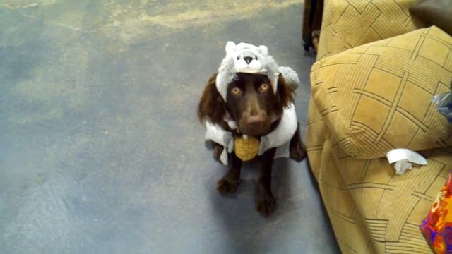 How to humiliate your Dog..... and have the breeder hate you! смотреть онлайн
