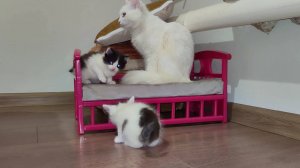 Когда кошка-мать вернулась домой, котята были счастливы.