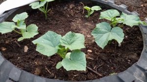 Огурцы в колесе.