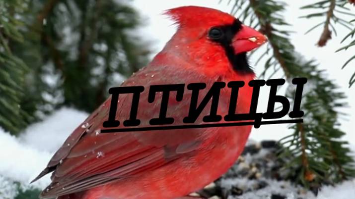 Птицы мира. 1 часть.