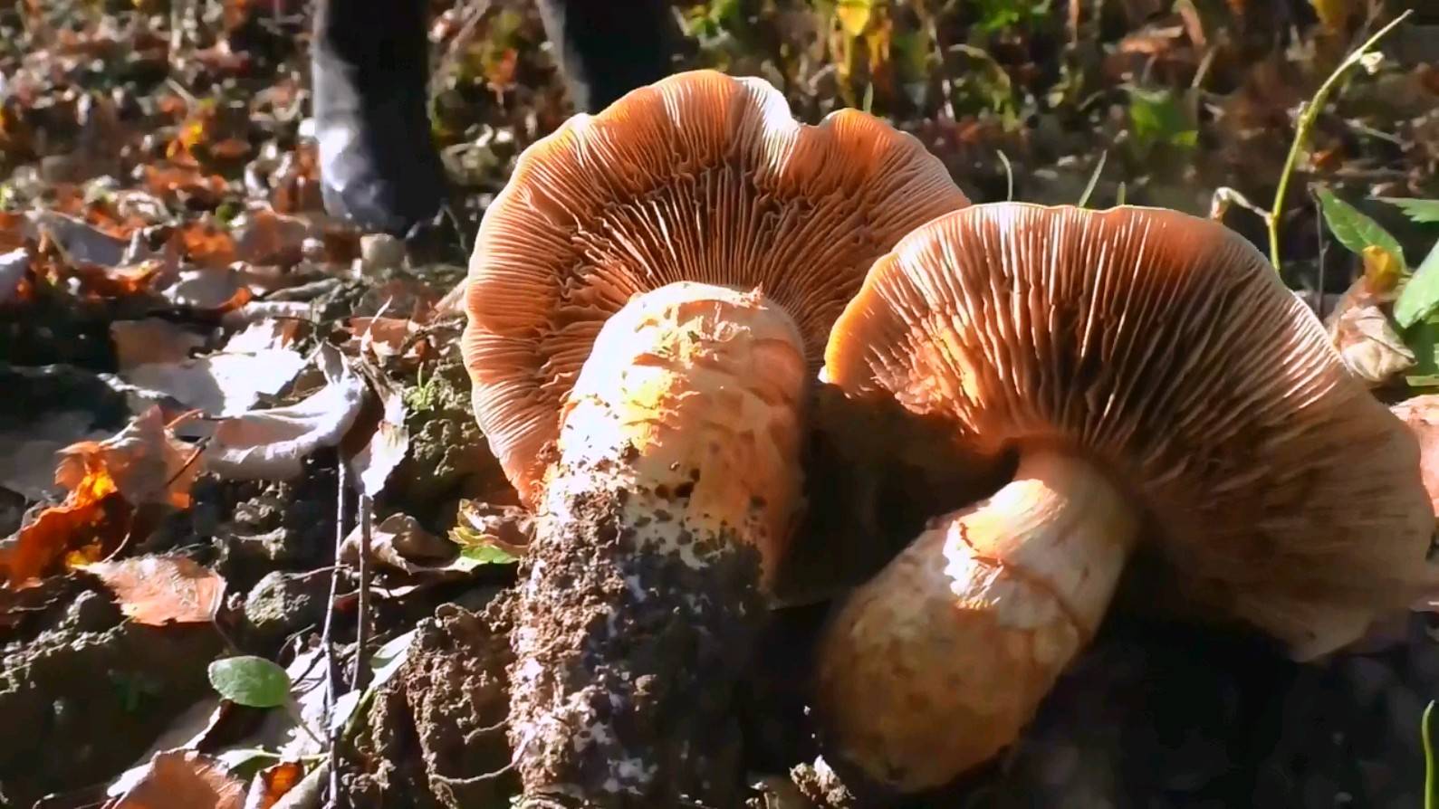 Разведка,за грибами смотреть онлайн