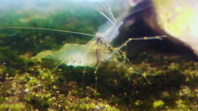 ユビナガスジエビ　Yubinagasujiebi　Palaemon macrodactylus смотреть онлайн