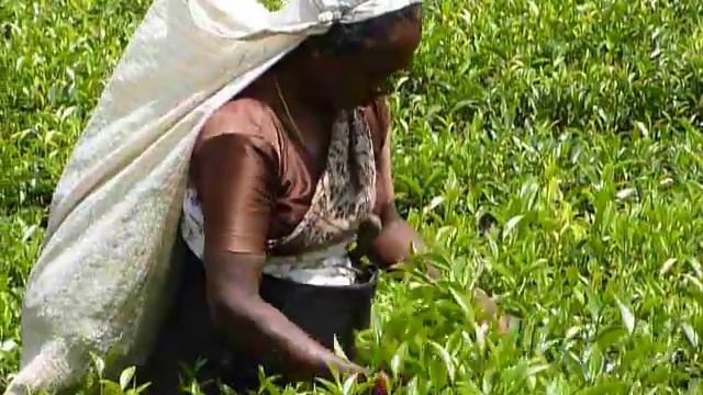 Tea Pickers - Norwood, Central Highlands, SRI LANKA смотреть онлайн
