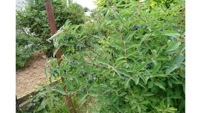 Как правильно посадить жимолость смотреть онлайн