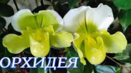 №1007/ СВЕЖИЕ красивые ОРХИДЕИ в маг. ОРХИДЕЯ смотреть онлайн