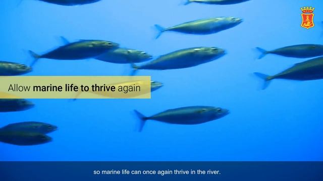 SMC’s Tullahan River cleanup progress update смотреть онлайн