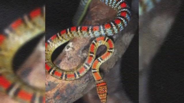 Проекционное конструирование по теме "Змея": геометрическое тело "куб". смотреть онлайн