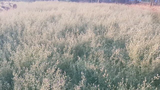 Лебеда как источник белка. смотреть онлайн