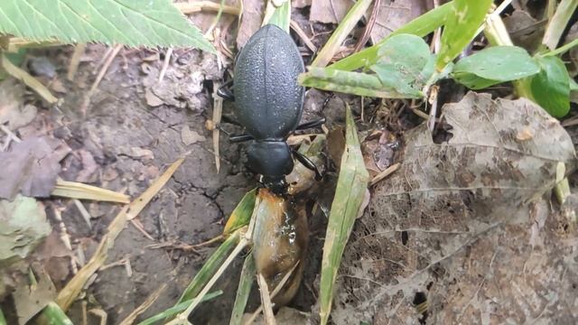 Жужелица зернистая (лат. Carabus granulatus) поедает слизня смотреть онлайн