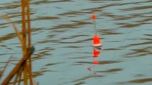 ЗАКИНУЛ ПОПЛАВОК ВОЗЛЕ КАМЫША А ИХ ТАМ ТЬМА! НЕРВЫ СДАЮТ ОТ ТАКОЙ РЫБАЛКИ!