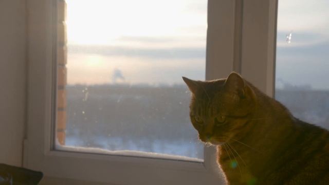 Nikon Z6 2 Apple ProRes RAW & CATS