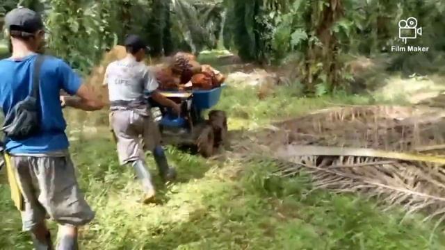 ALAT MUAT BUAH SAWIT II MINI DUMPER смотреть онлайн